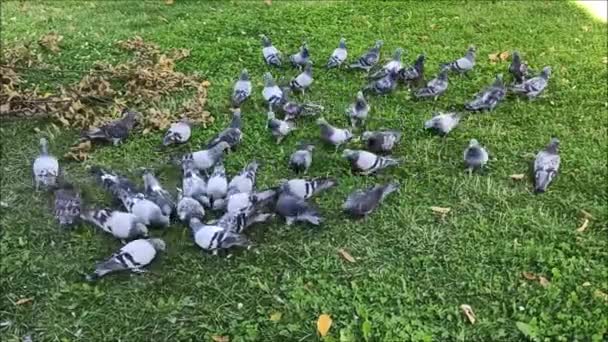 Pigeons Eat Bread Crumbs Pigeons Fly Bread Crumbs Pigeons Eat — Stock Video