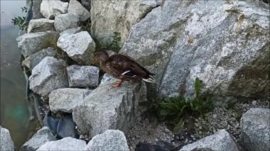 Ördek göle atlar, ördek göle girer.