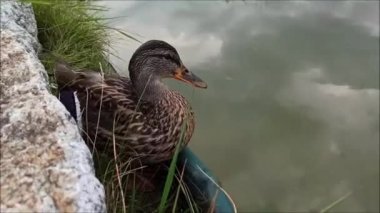Yaban ördeği göletin kıyısında 