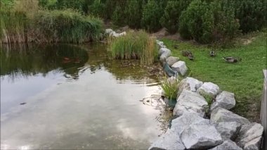 Yaban ördeği göletten çıkar ve otları yer. 