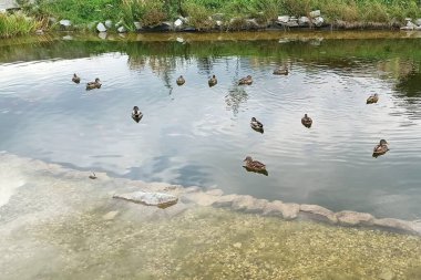 Göldeki vahşi ördekler