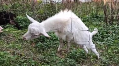  Bir kadın beyaz boynuzsuz bir keçiyi besler ve kafasını çitlerden geçirir..