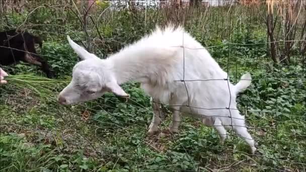 Una Mujer Alimenta Una Cabra Blanca Sin Cuernos Que Empuja — Vídeos de Stock