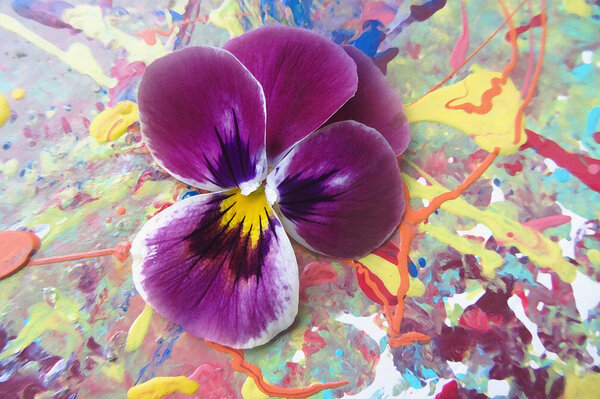 Purple heartsease  on a picturesque  background with spray paint