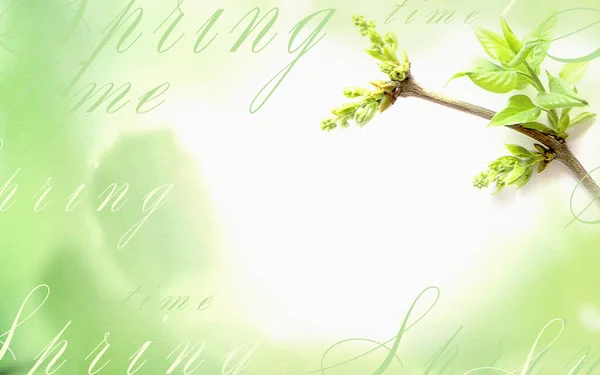 Light background with a green leave on a tree branch. — Stock Photo, Image