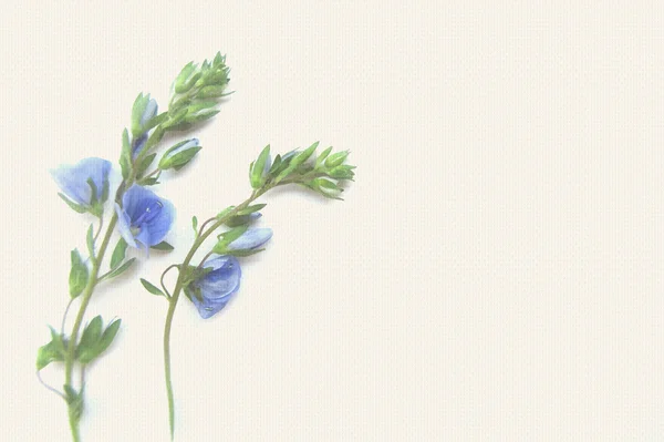 A világos háttér kék tavaszi virág — Stock Fotó