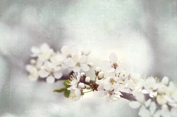 Rama primaveral de un árbol, con flores blancas florecientes sobre un fondo bokeh de cielo azul y hojas verdes — Foto de Stock