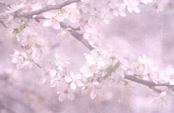 Manzano en flor de primavera o ramas de cerezo. Fondo de primavera. De cerca. — Foto de Stock