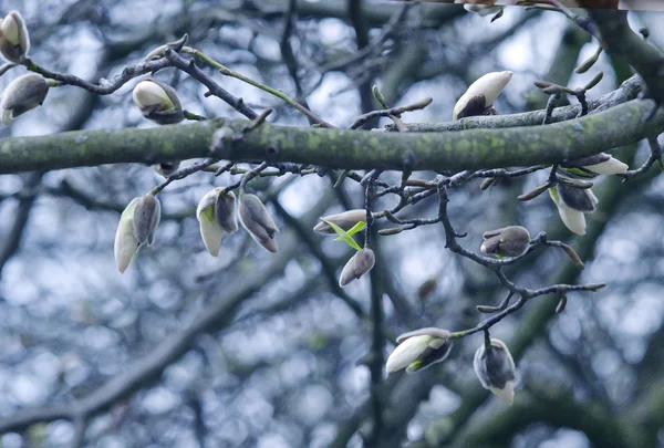 Ramo de primavera de uma árvore com pequenos botões em um contexto de céu azul e folhas verdes. Antecedentes da Primavera. Fechar — Fotografia de Stock