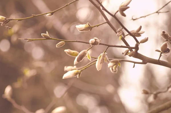 Rama primaveral de un árbol con pequeños brotes. Fondo de primavera. De cerca. — Foto de Stock