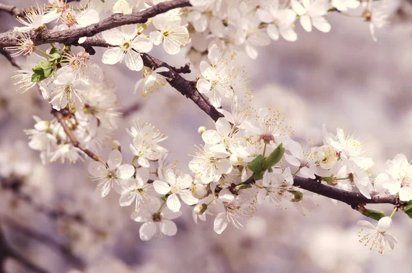 Primavera hermoso manzano en flor o ramas de cerezo. Rama primaveral de un árbol, con flores blancas florecientes — Foto de Stock