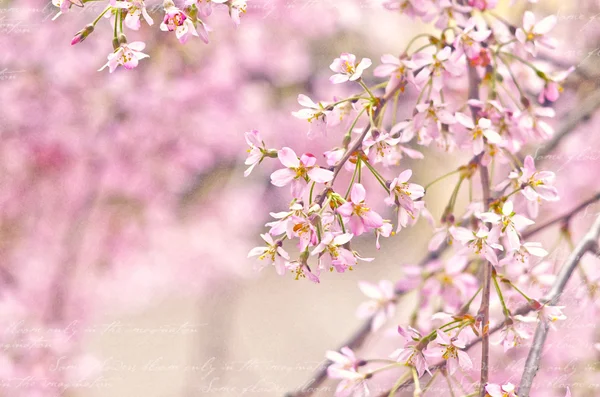 Manzano en flor de primavera o ramas de cerezo. Fondo de primavera. De cerca. — Foto de Stock