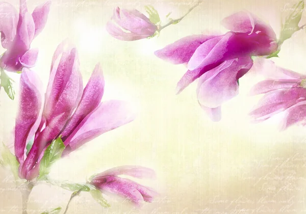 Akvarell magnolia ram. Bakgrund med akvarell rosa tender magnolia blommor — Stockfoto