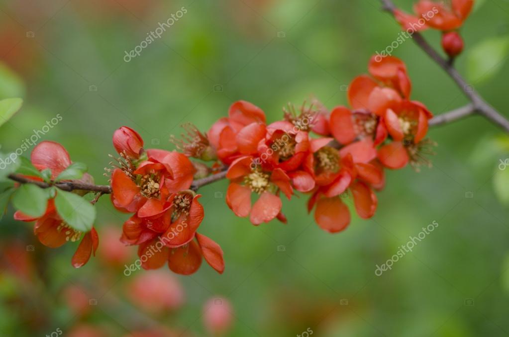 Coing Japonais à Larrière Plan De La Floraison Fleur De