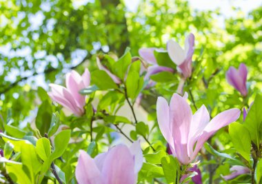 Çiçek açan bir ağacın dalında parlak, zarif pembe manolya çiçekleri. Bahar çiçekleri