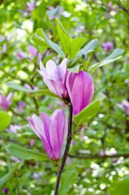 Çiçek açan bir ağacın dalında parlak, zarif pembe manolya çiçekleri. Bahar çiçekleri
