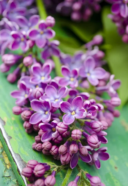 As belas flores violetas lilás frescas em um fundo de madeira. Feche de flores de cor lilás. Flor de primavera, galho lilás — Fotografia de Stock