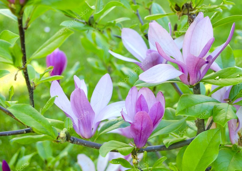 Bright gentle beautiful pink magnolia flowers on a branch of a