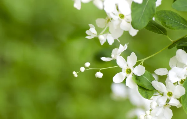 Spring beautiful blooming exochorda racemosa. White spring flowers on a bokeh background of green leaves. — Stock Photo, Image