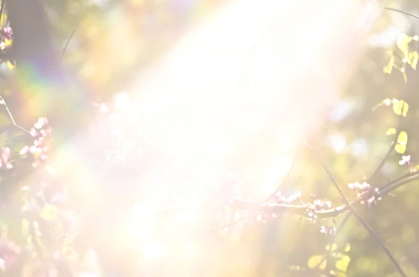 La luce scoppiò tra gli alberi. Raggi di sole in giardino. La luce del sole tra i rami della foresta . — Foto Stock