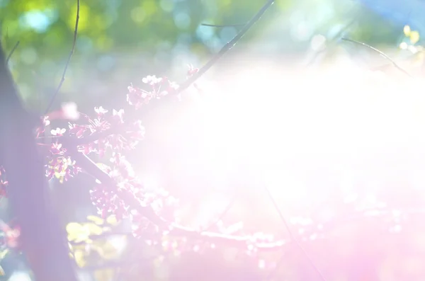 La luce scoppiò tra gli alberi. Raggi di sole in giardino. La luce del sole tra i rami della foresta . — Foto Stock