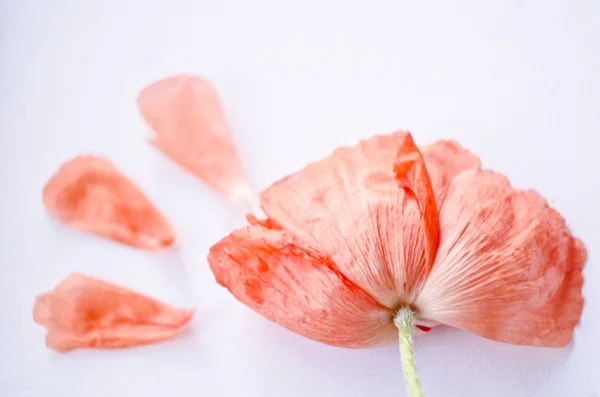 美しい単一サンゴ ポピー花頭と花びら。明るいケシの花。あなたのデザインのために繊細な花のクローズ アップ — ストック写真