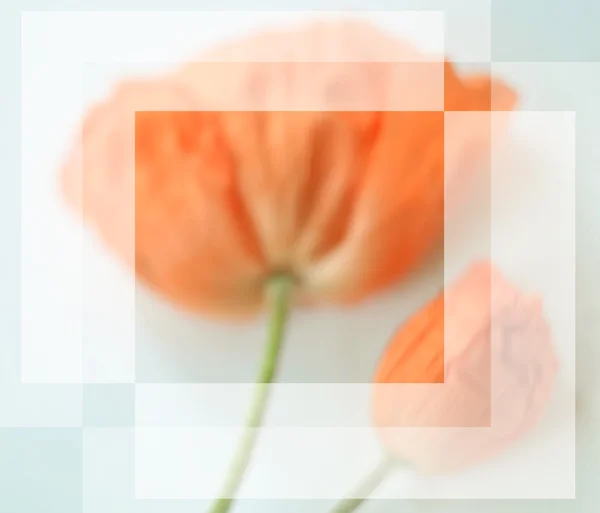 Fyrkantig ram med vallmo blommor med plats för text. — Stockfoto