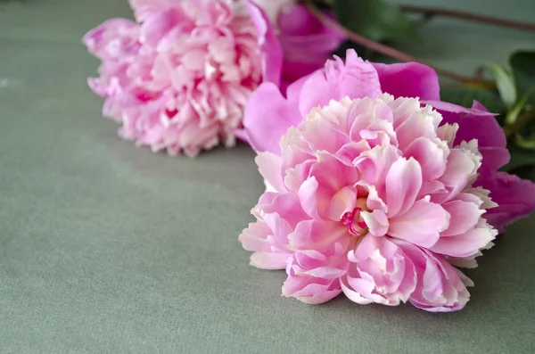 Sfondo con peonie rosa. Sfondo floreale. Composizione floreale con fiori di peonia . — Foto Stock