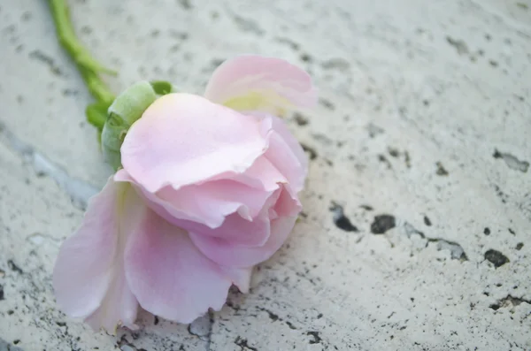 Una Bella Rosa Tenera Rosa Sfondo Bianco Con Posto Testo — Foto Stock