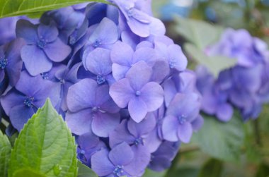 Ortanca çiçek close-up. Ortanca çiçek bahçesindeki güzel bush.