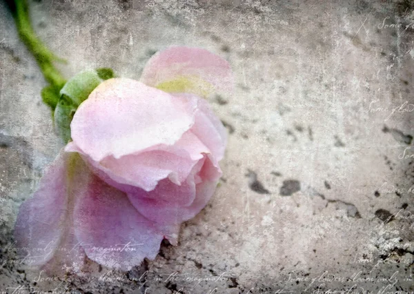 One Beautiful Tender Pink Rose Grunge Background Place Text Can — Stock Photo, Image