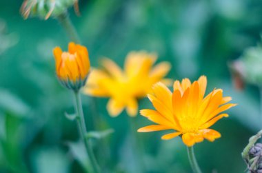 Turuncu Calendula resmi çiçekleri bahçede tıbbi olarak çiçek açıyor. Yazın arka planı bulanık ve kadife çiçeği yetişiyor. Çiçek açmış takvim çiçekleri..