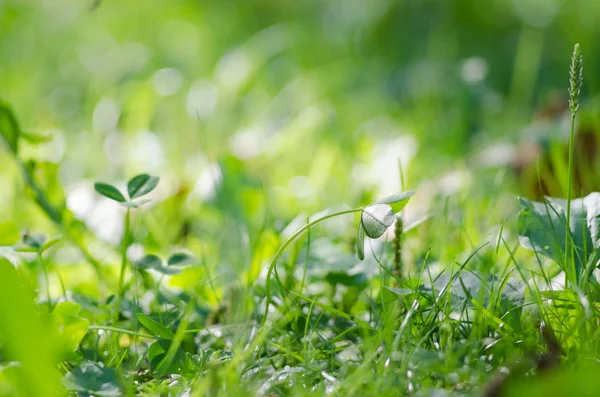 Immagine Foglie Verdi Fresche Dettaglio Minuscole Piante Crescita Erba Verde — Foto Stock