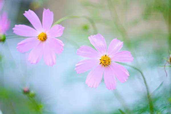 Beautiful bright pink flowers growing in the garden. Close-up of pink flowers with blurred background — Stock Photo, Image