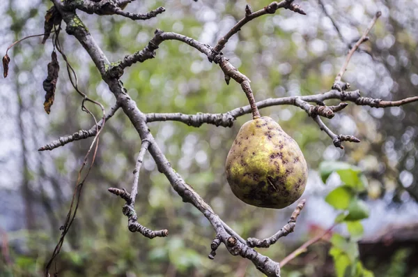 Pear on an autumn tree without leaves. Natural photo. — Stock Image Pear Autumn Tree Leaves Natural Photo Stock Image