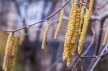 Sarı fındık çiçekleri solmuş bir arkaplanda tomurcuklanır. Fotoğraf.