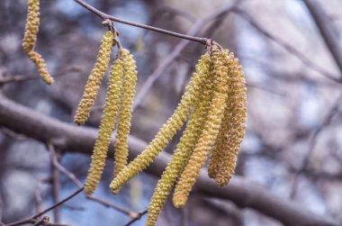 Sarı fındık çiçekleri solmuş bir arkaplanda tomurcuklanır. Fotoğraf.