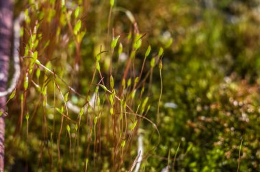 Doğadaki bitkiler. Bahar sezonu. Yeni bir hayat. Yeşil yapraklar. Doğal yeşil arkaplan.