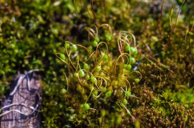 Doğadaki bitkiler. Bahar sezonu. Yeni bir hayat. Yeşil yapraklar. Doğal yeşil arkaplan.