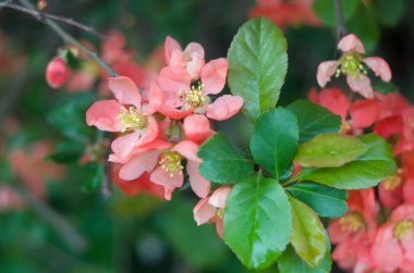 Çiçekli arka planda Japon aygırı. İlkbaharda parkta kırmızı çiçek açar. Bahar çiçekleri.