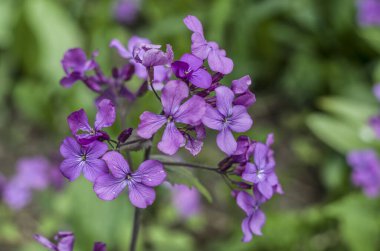 Yıllık Dürüstlük. Bahar makro fotoğrafında mor çiçekler.
