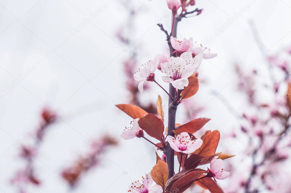 Beautiful flowers on a tree branch. Spring Background. Blossom tree. Spring flowering.