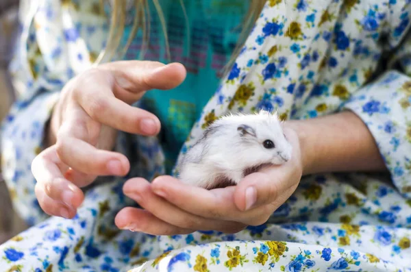 Jinharu Hamster Hun Handen Foto Van Baby Huisdier — Stockfoto