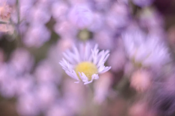 Vackra Blommor Sommaräng Närbild Naturligt Foto — Stockfoto