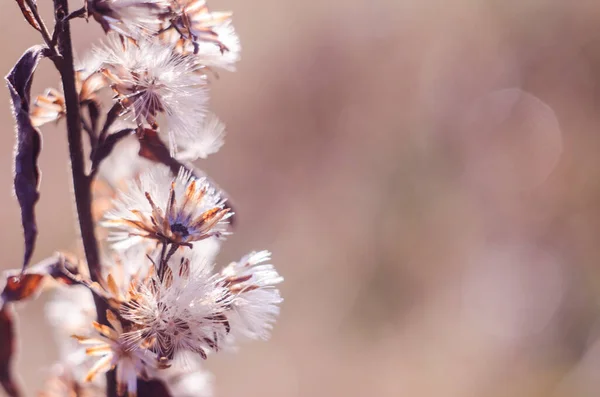 Sfondo Rustico Con Spazio Testo Foto Fiori Secchi — Foto Stock