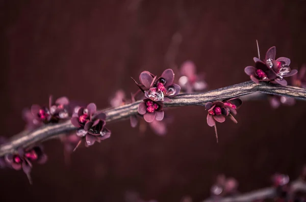 Berberis Otawensis Superba 芽の上にダイヤモンドのように落ちます マルサラ色の写真 — ストック写真