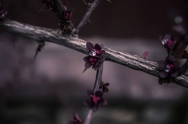 Berberis Otawensis Superba 芽の上にダイヤモンドのように落ちます マルサラ色の写真 — ストック写真