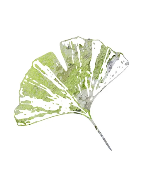 Ginkgo Leaf Graphic Texture Isolate White Background Medicinal Plant Silhouette — Stock Photo, Image