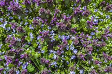 Bahar mavisi mor çiçekler çim üst görünüm. Çiçeksel mevsimlik fotoğraflar.