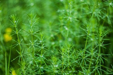 Örümcek ağına Macro çiy damlası düşer. Yeşil bulanık arka planda köpüklü bokeh olan bir damla suyu yaklaştır. Soyut yumuşak sanatsal resim.